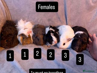 Guinea Pig rodents Gorgeous Baby Guinea Pigs - Advert 20