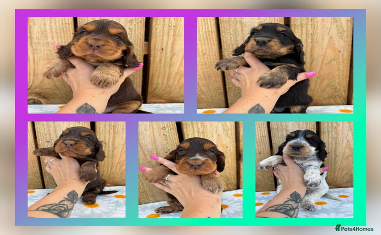 Cocker Spaniel dogs - Advert 6