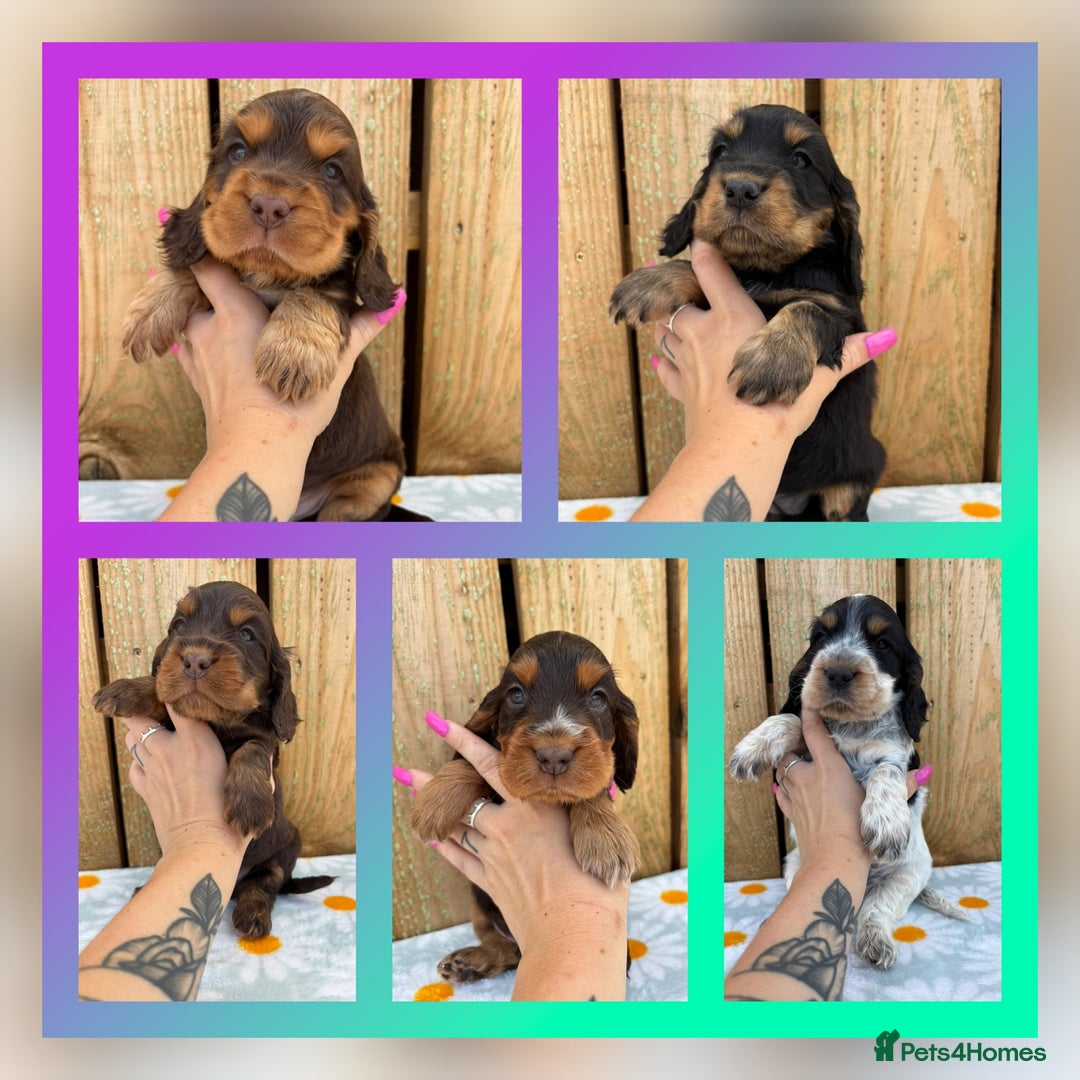 Cocker Spaniel dogs for sale: Ready 30th august import lines  - Image 2