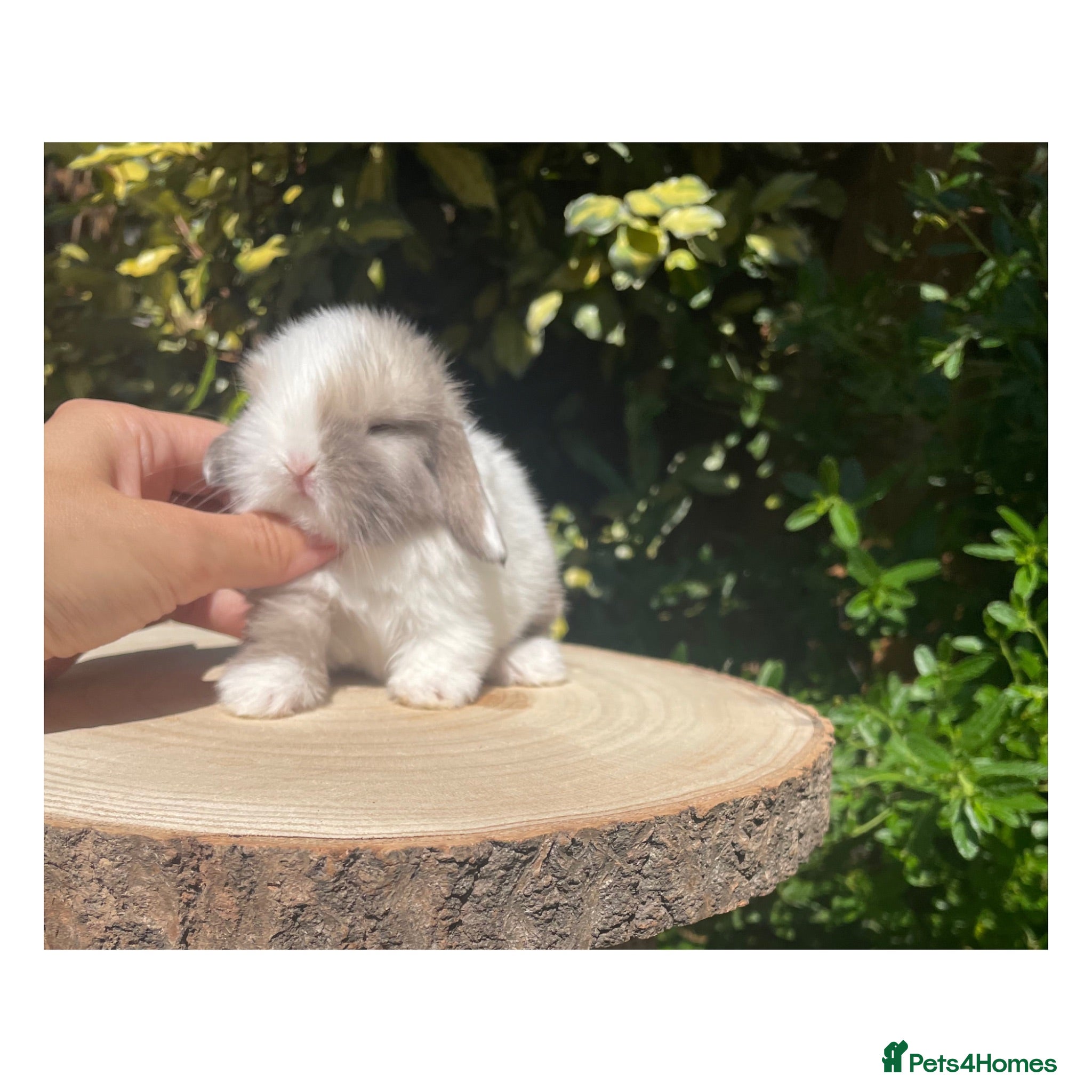 Mini Lop rabbits Beautiful mini lops for sale  - Advert 2