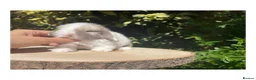 Mini Lop rabbits for sale: Beautiful mini lops for sale  - Advert 4