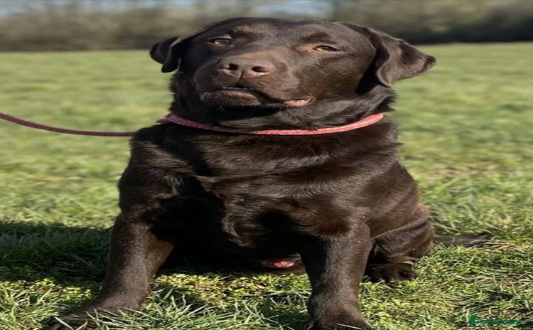 Labrador Retriever dogs for stud in Launceston - Advert 4