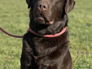 Labrador Retriever dogs in Launceston - Advert 27