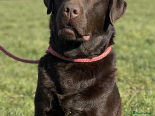 Labrador Retriever dogs Offering For Stud-KC Registered Chocolate Labrador in Launceston - Advert 17