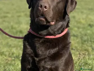 Labrador Retriever dogs Offering For Stud-KC Registered Chocolate Labrador in Launceston - Advert 1