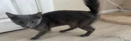 Mixed Breed cats for sale: Ronnie 🩶 - Advert 2