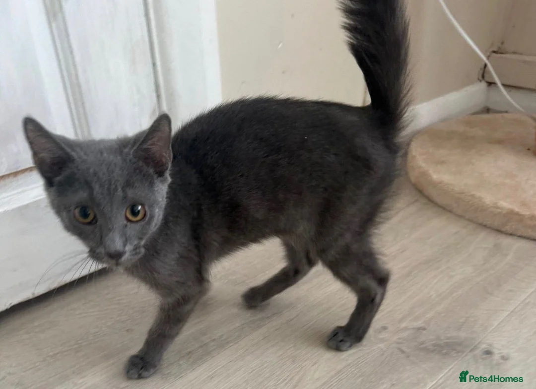 Mixed Breed cats for sale: Ronnie 🩶 - Advert 2