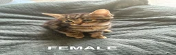 Mixed Breed cats for sale: Gorgeous kittens for sale - Advert 16