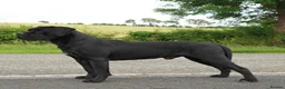 Cane Corso dogs for sale: Cane corso litter  - Advert 5