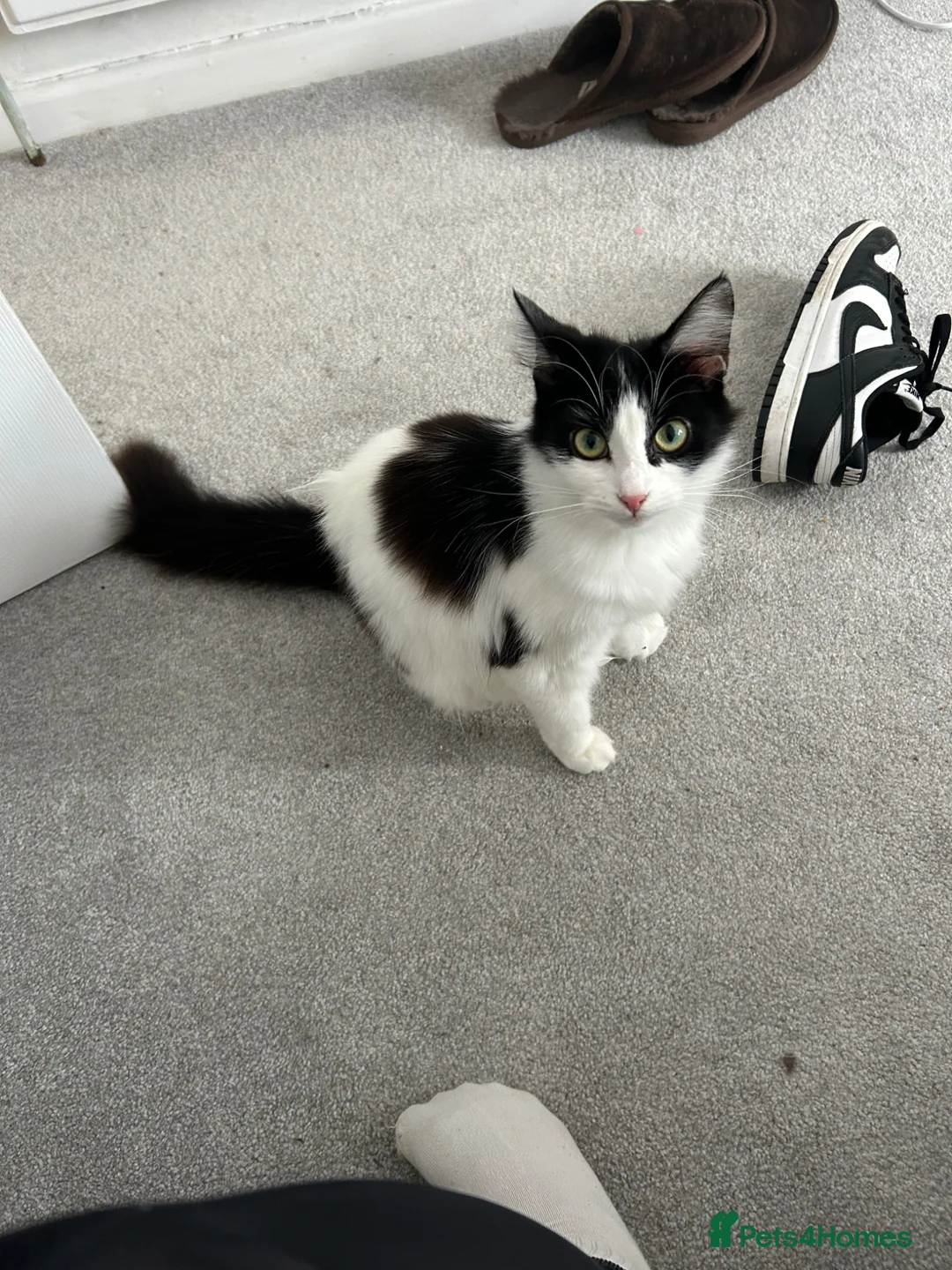 Mixed Breed cats for sale: Black and white kitten - Advert 2