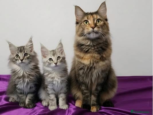 Maine Coon cats for sale:  GORGEOUS MAINE COON KITTENS  - Advert 4