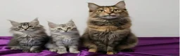 Maine Coon cats for sale:  GORGEOUS MAINE COON KITTENS  in Basingstoke - Advert 1