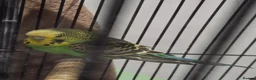 Budgerigars birds for sale: Male budgie - Advert 4