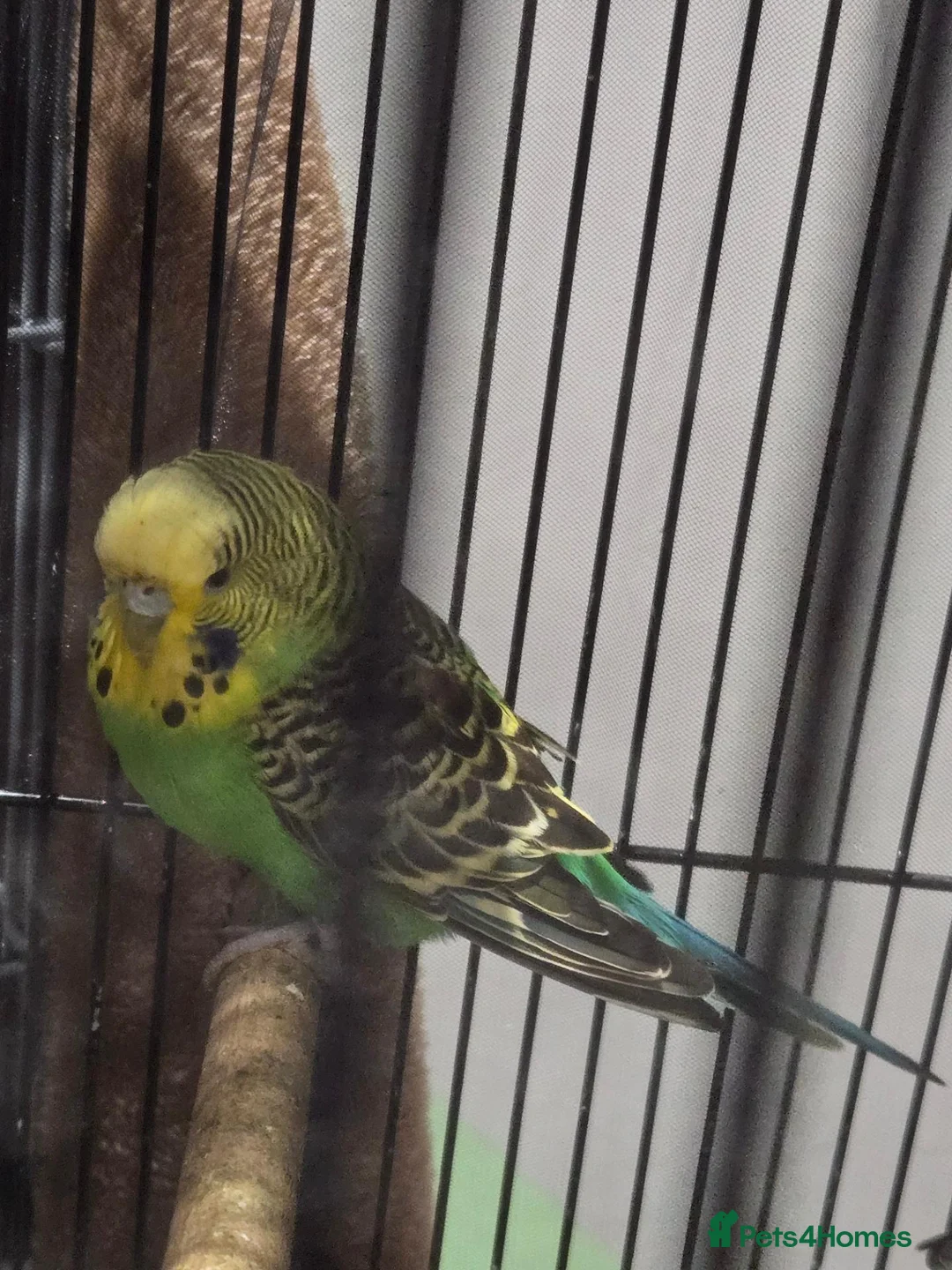 Budgerigars birds for sale: Male budgie - Advert 4