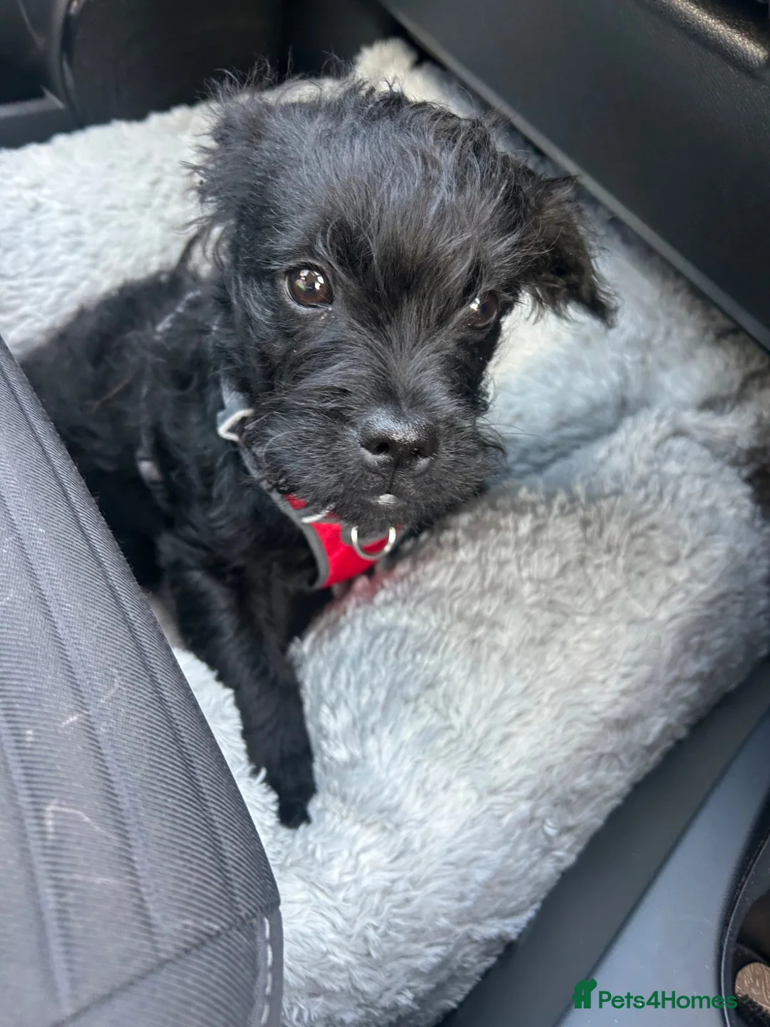 Mixed Breed dogs for sale: Beautiful little boy for sale - Froodle - Advert 6
