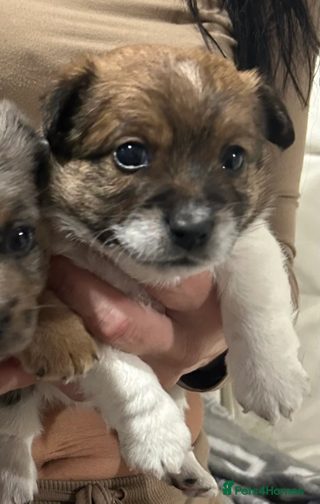 Jack Russell dogs for sale: Beautiful Jack Russell Terrier puppies available  - Advert 2