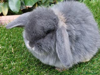 Mini Lop rabbits Adorable mini lop baby rabbits ready now - Advert 14