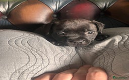 Staffordshire Bull Terrier dogs for sale: READY NOW KC STAFFORDSHIRE BULL TERRIER - Image 8