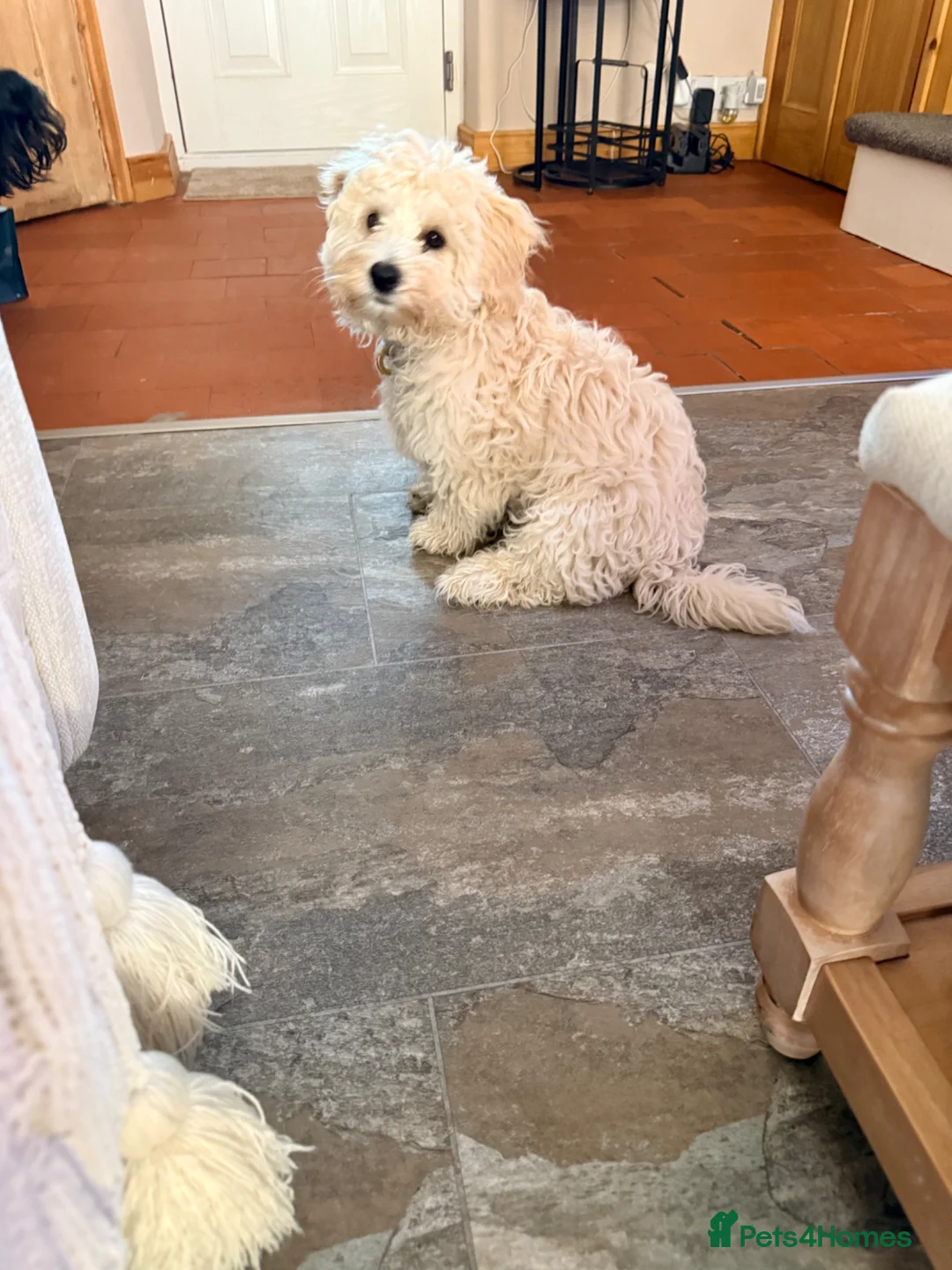 Maltipoo dogs for sale: Re-homing loving little boy in Hereford - Advert 11