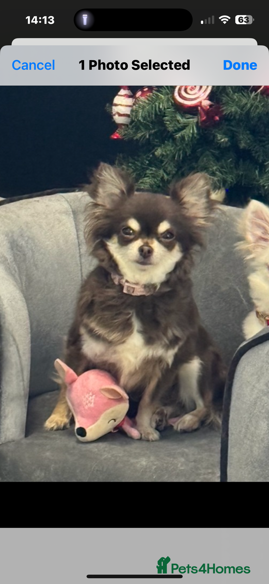 Chihuahua dogs for sale: Tiny chihuahua  - Advert 2