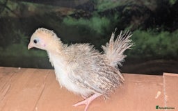 Chickens poultry for sale: Serama chicks 1 1/2 to 2 months,READ DESCRIPTION - Image 5
