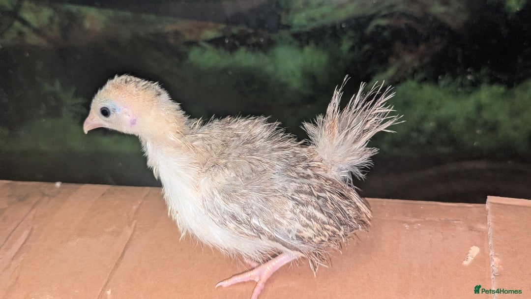 Chickens poultry for sale: Serama chicks 1 1/2 to 2 months,READ DESCRIPTION - Image 5