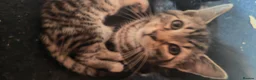 Mixed Breed cats for sale: 5 Beautiful Kittens need loving home - Advert 3