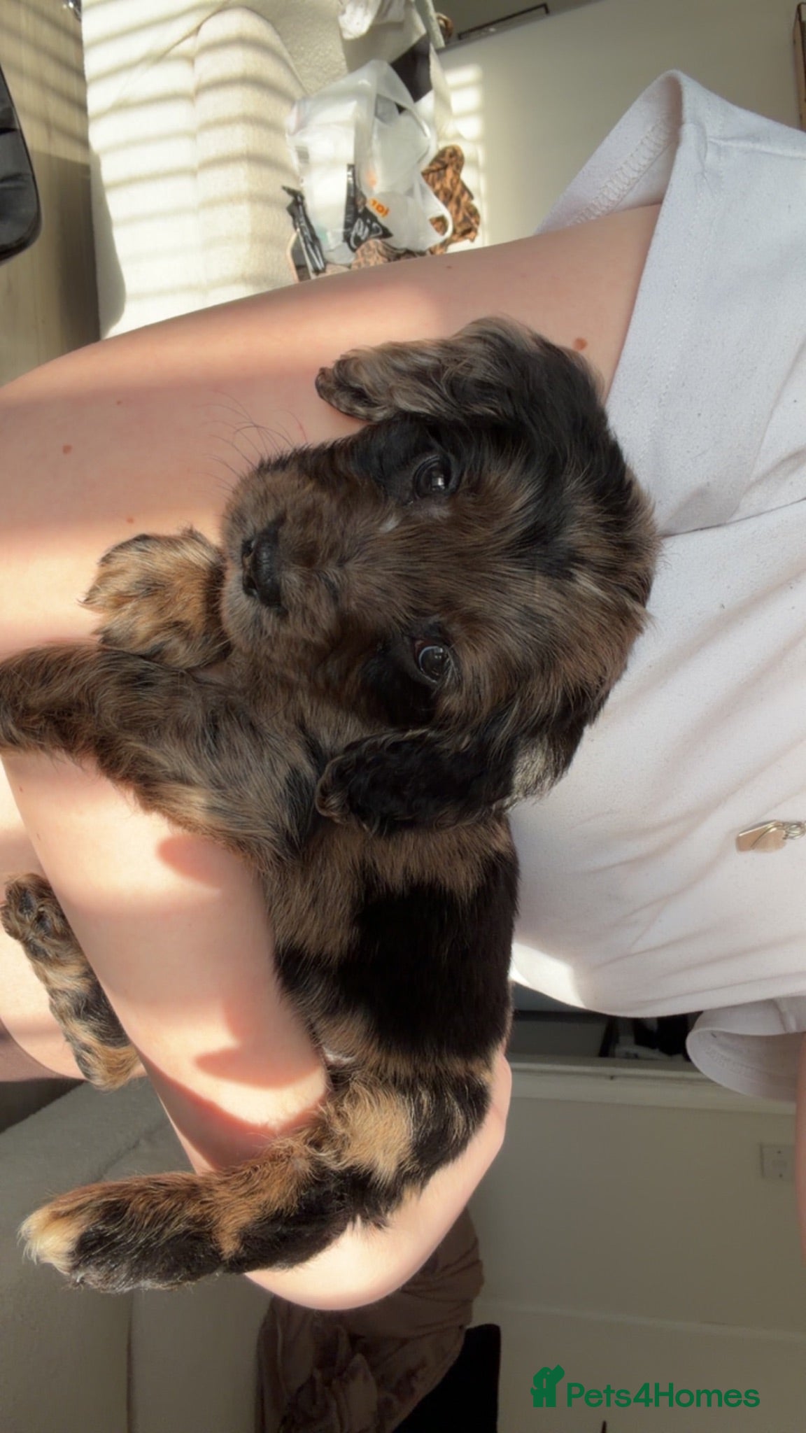 Cocker Spaniel dogs Cocker Spaniel Puppy - Advert 2