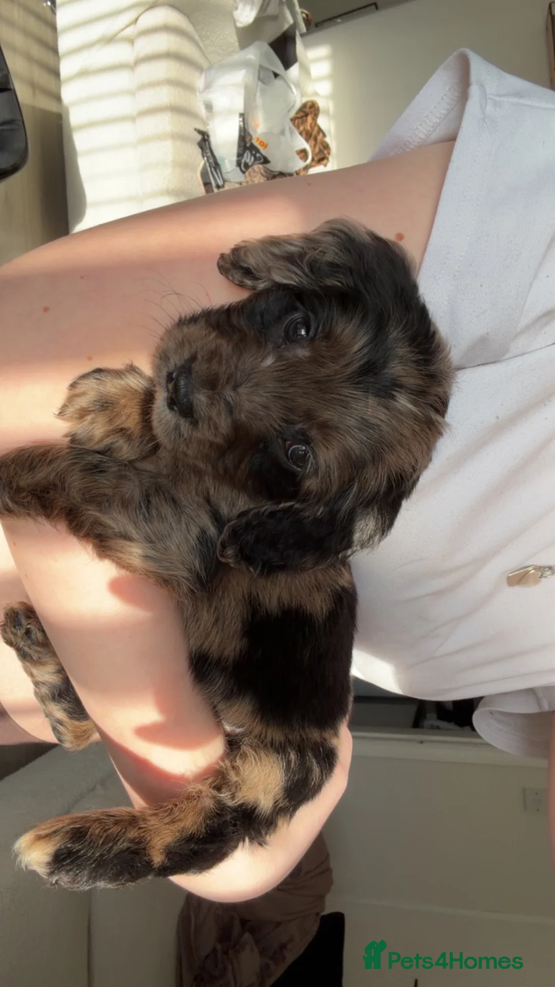 Cocker Spaniel dogs for sale: Cocker Spaniel Puppy - Advert 1