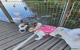 Akita dogs for sale: Sweet Akita Girl - Image 14