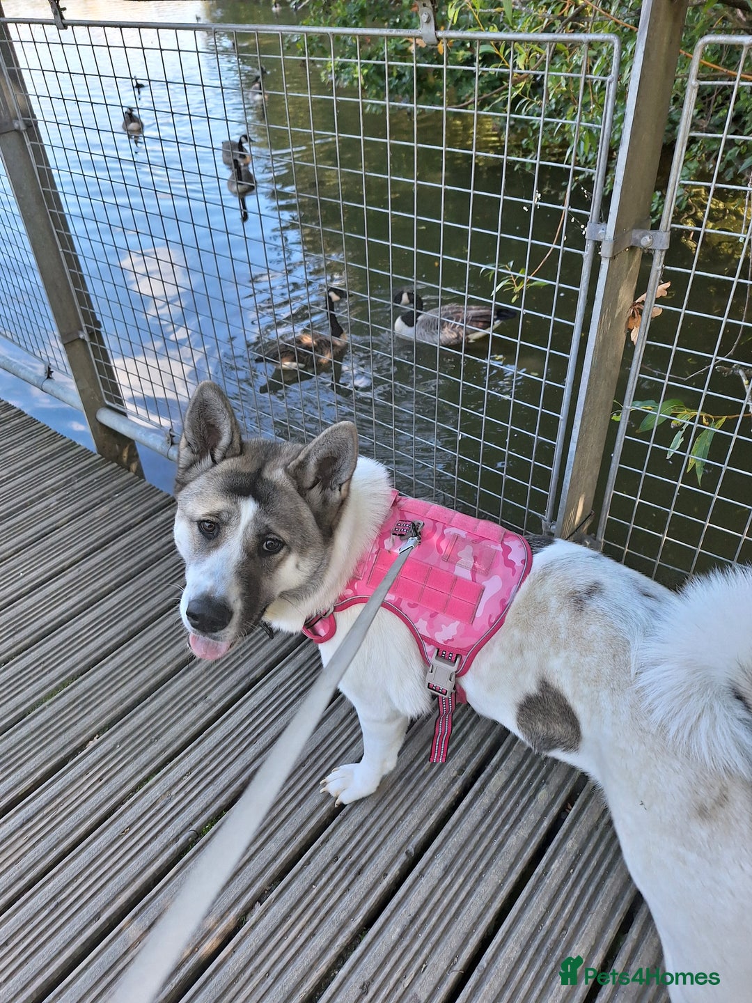 Akita dogs for sale: Sweet Akita Girl - Image 14