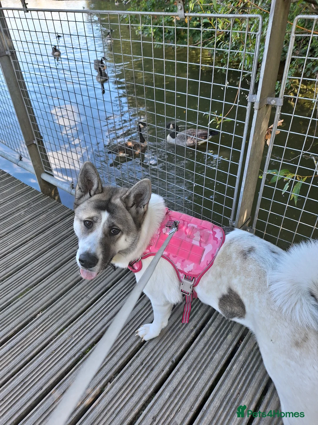 Akita dogs for sale: Sweet Fluffy Girl Dog - Advert 13