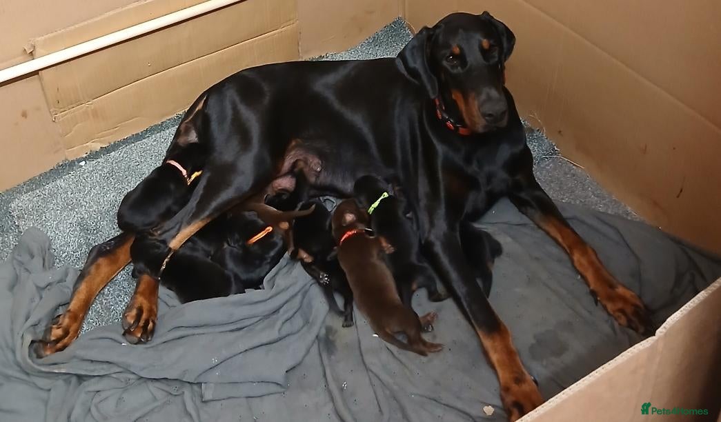 Dobermann dogs for sale: European doberman puppies for sale. - Advert 1