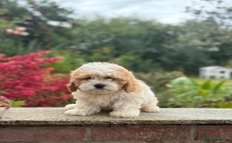 Cavachon dogs - Advert 1