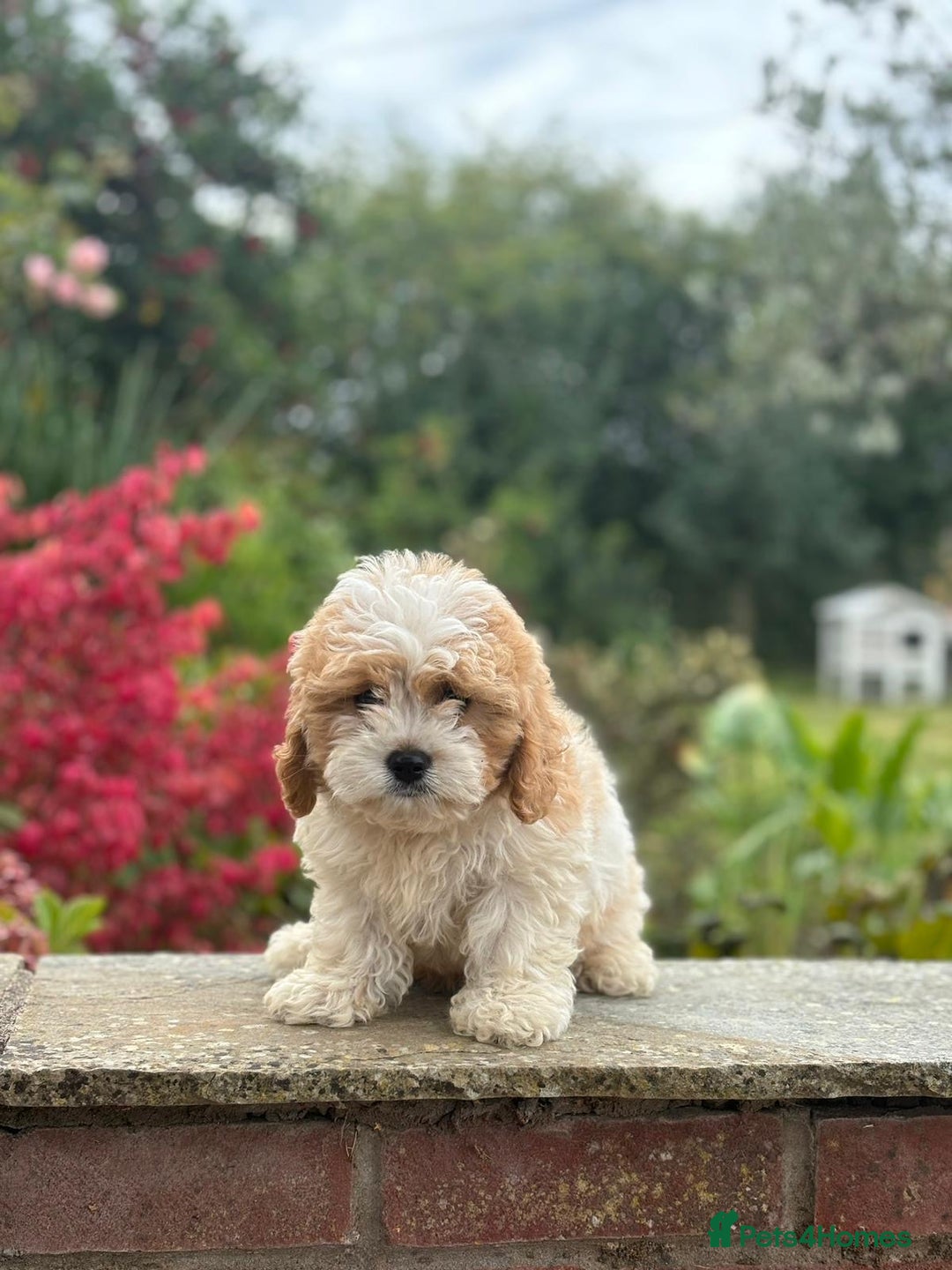 Female Cavachon Cavachon Puppies Gumtree Cavachon Puppies For Sale