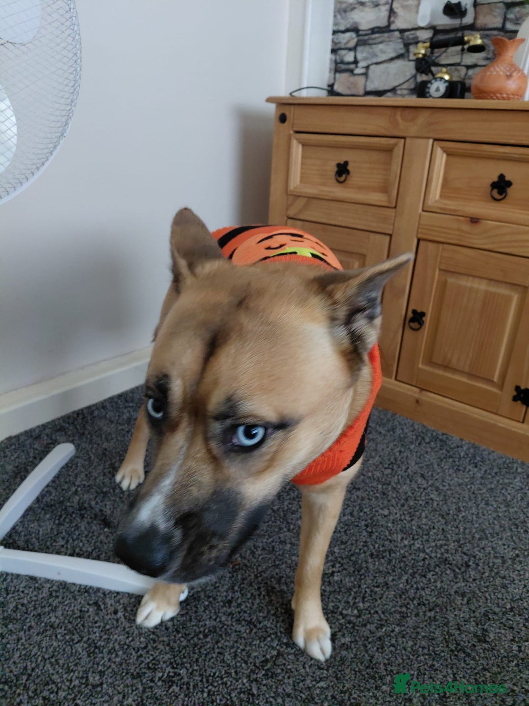 Mixed Breed dogs for sale: Husky cross frenchie  - Advert 6