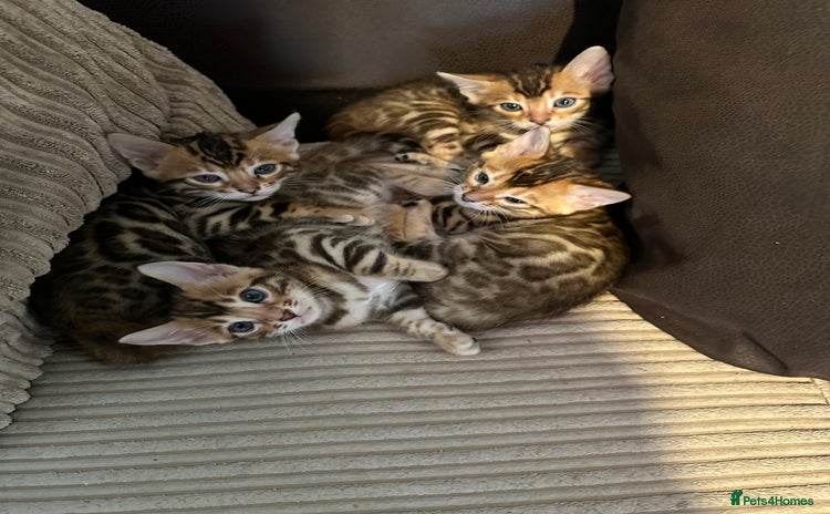 Bengal cats - Advert 3