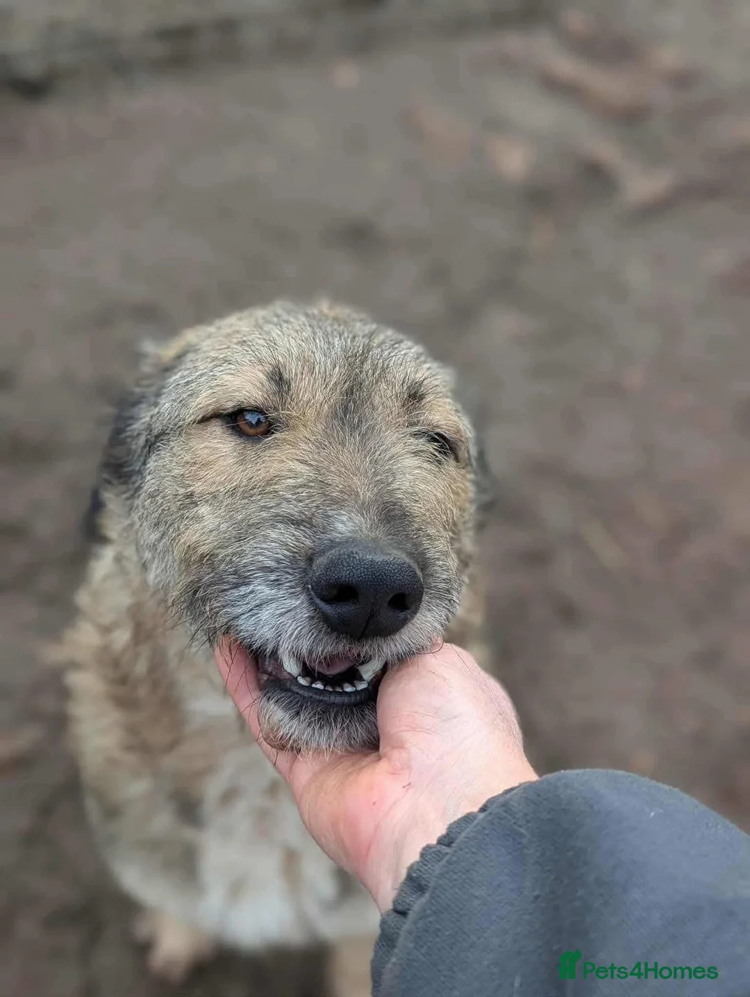 Mixed Breed dogs for adoption: Toffee is looking for a home!  - Advert 7