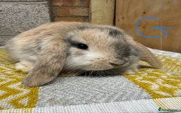 Mini Lop rabbits for sale: Mini Lop Rabbits For Sale  - Advert 10