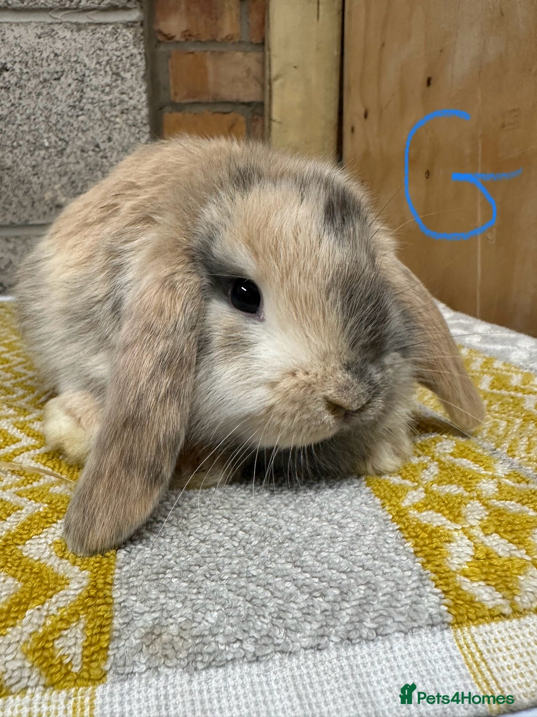 Mini Lop rabbits for sale: Mini Lop Rabbits For Sale  - Advert 10