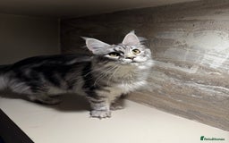 Maine Coon cats for sale: TICA Active Silver Female  - Image 2