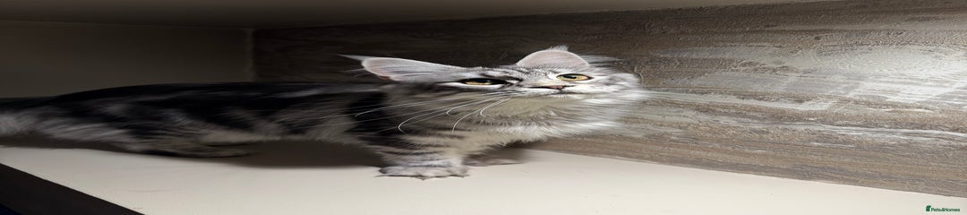 Maine Coon Kitten 1