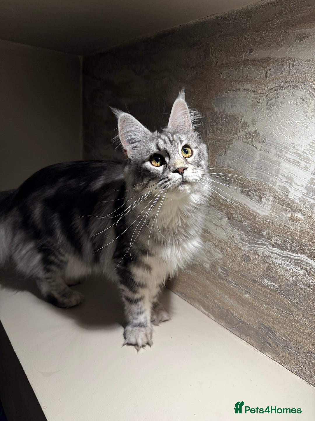 Maine Coon cats for sale: TICA Active Silver Female  - Image 2