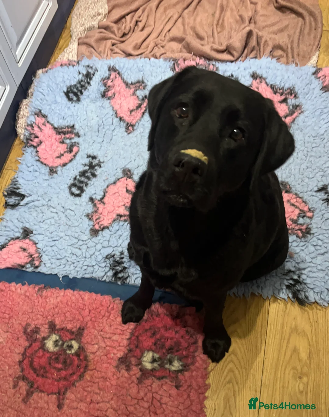 Labrador Retriever dogs for sale: Beautiful show bitch available - Advert 3