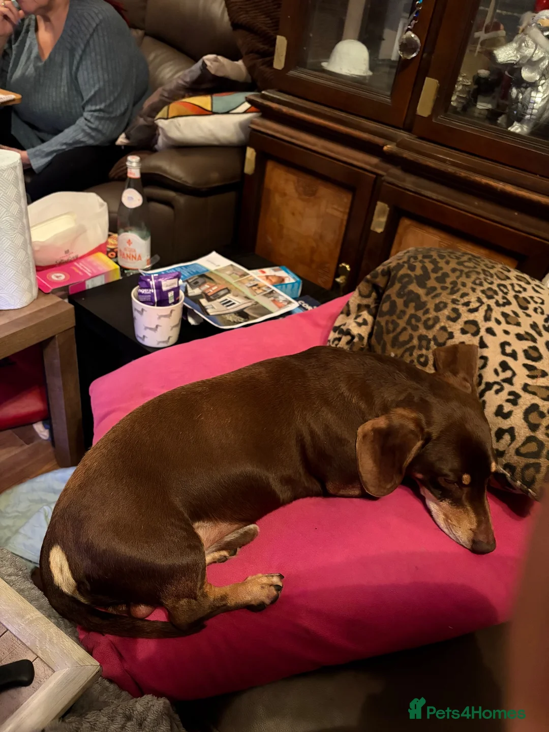 Dachshund dogs for sale: Schumy in Saint Austell - Advert 2