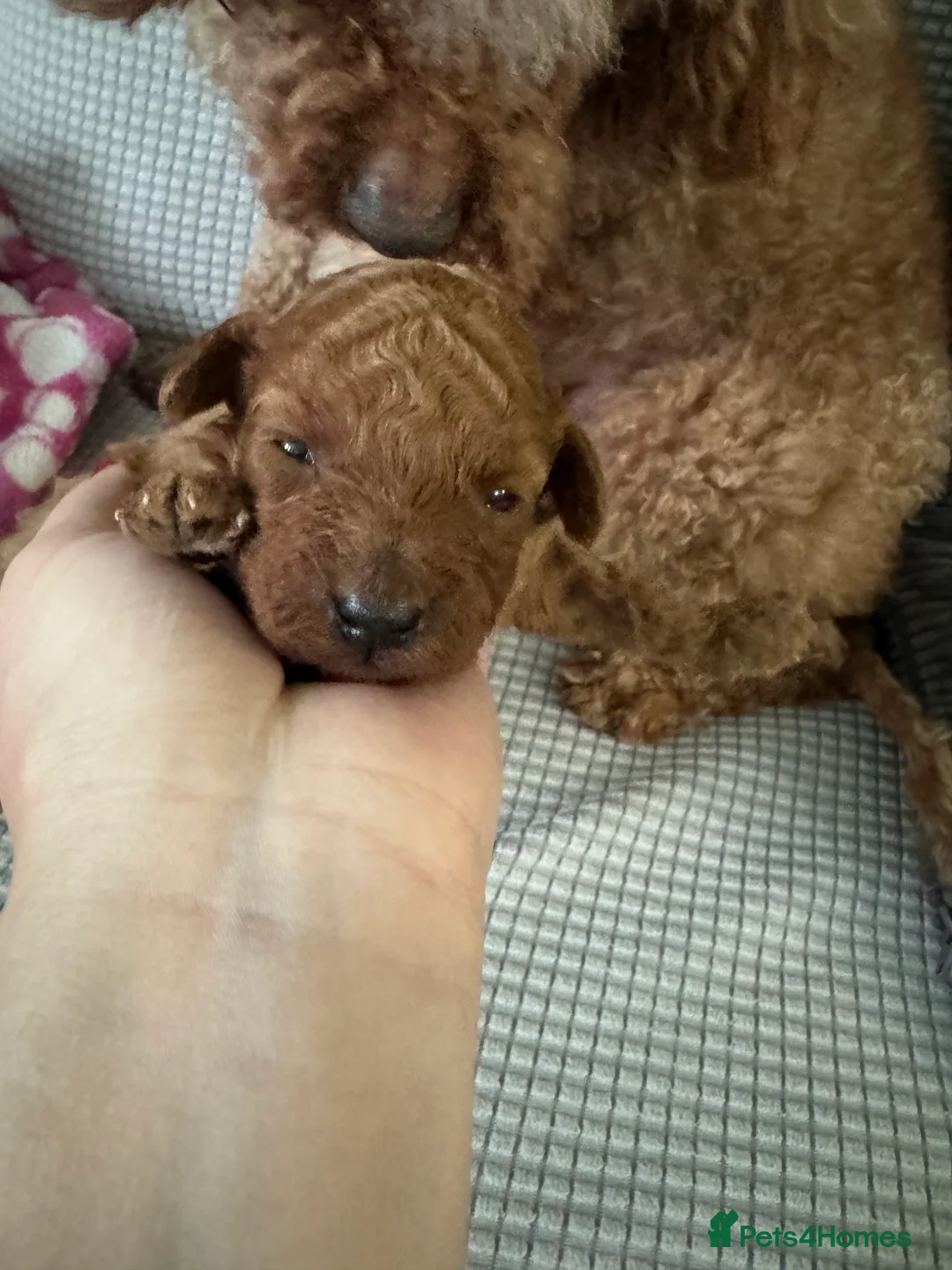Toy Poodle dogs for sale: Tiny pure dark red toy poodles boy and girls  - Advert 5