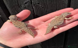 Lizard reptiles for sale: Baby Moroccan Uromastyx  - Image 3