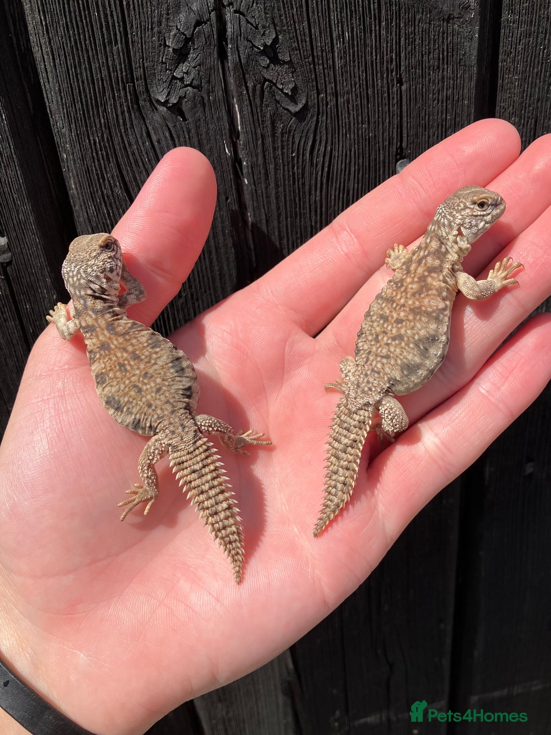 Lizard reptiles for sale: Baby Moroccan Uromastyx  - Image 3