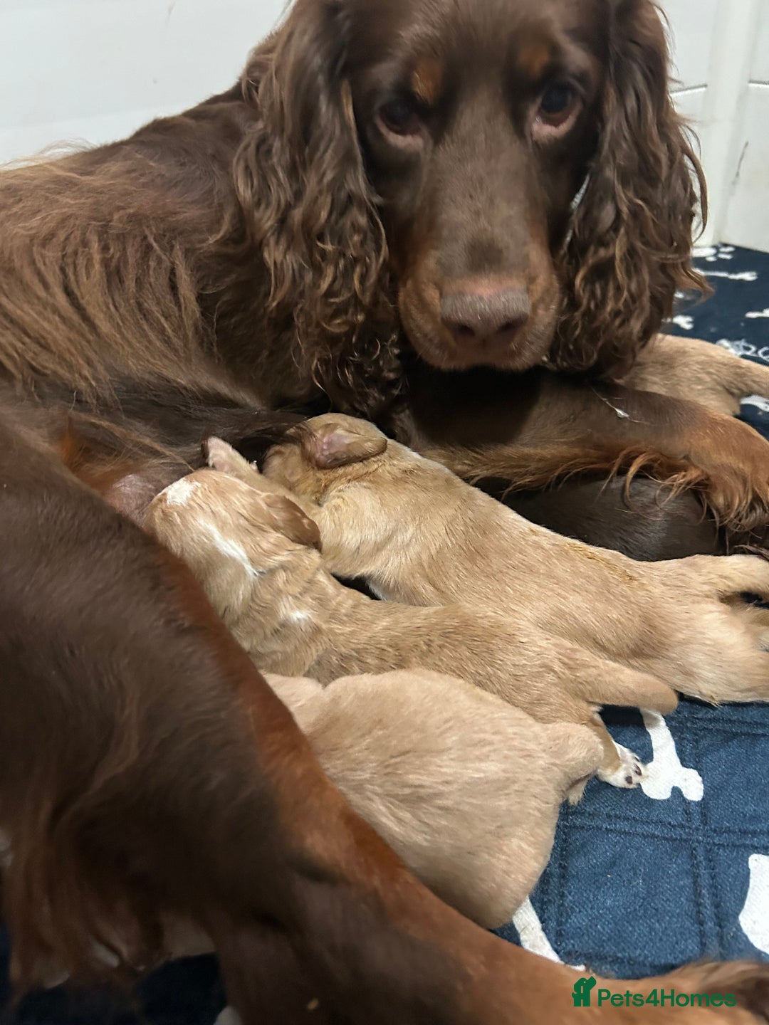 Cocker Spaniel dogs for sale: KC Registered Working Cocker Spaniels - Advert 4