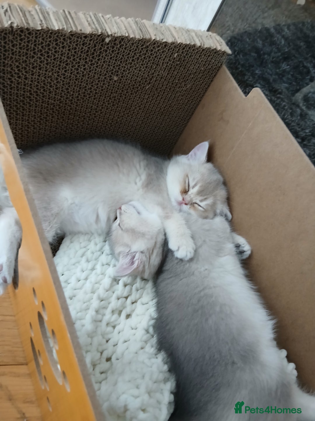 British Shorthair cats for sale: Beautiful Golden girls  - Image 4